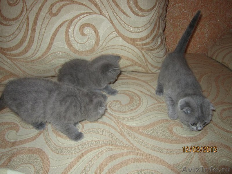 маленькие вислоухие котята фото онлайн маленькие вислоухие котята фото