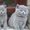 Продаются британские котята - Изображение #1, Объявление #25389