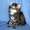 Сибирские котята - Изображение #2, Объявление #69400