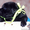 Первые щенки лабрадора от Адмирала в сибири - Изображение #3, Объявление #83748