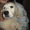  очаровательные щенки золотистого ретривера - Изображение #2, Объявление #95292