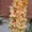 Луковицы сортовых гладиолусов от коллекционера - Изображение #3, Объявление #116089