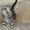 котята - тигрята - Изображение #3, Объявление #131045
