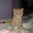 Британский короткошерстный плюшевый котенок #153799