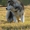 Аляскинский маламут щенки #211395