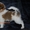 очаровательные щенки чихуахуа и японского хина - Изображение #7, Объявление #218638