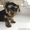 Продаются очаровательные щенки Йоркширского терьера !!! #236986