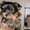 Продаются очаровательные щенки Йоркширского терьера !!! - Изображение #1, Объявление #236986