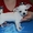 очаровательные щенки чихуахуа и японского хина - Изображение #8, Объявление #218638