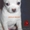 очаровательные щенки чихуахуа и японского хина - Изображение #5, Объявление #218638