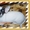 очаровательные щенки чихуахуа и японского хина - Изображение #6, Объявление #218638
