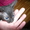 Отдам котят полукровок сфинкса в хорошие руки - Изображение #3, Объявление #254664