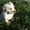 Палевые щенки лабрадора - ретривера #305955