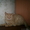 Британские котята короткошерстные и длинношерстные - Изображение #1, Объявление #284133