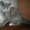 Британские котята короткошерстные и длинношерстные - Изображение #2, Объявление #284133