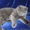 Продаются котята Шотлансдкие вислоухие фолды и страйты! - Изображение #5, Объявление #341899