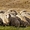 Козы,  бараны,  овцы #396852