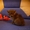 Британские Котята из Питомника Mon Ami - Изображение #3, Объявление #399505
