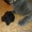 Плюшевый котик ищет девочку для вязки - Изображение #3, Объявление #435375