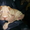 Продам прелестных щенков шарпея - Изображение #2, Объявление #441975