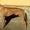Продаётся кобель Родезийского риджбека - Изображение #2, Объявление #432011
