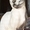 Ищу кошку на вязку донской сфинкс - Изображение #5, Объявление #444944