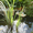  дача Салаирский тракт - Изображение #3, Объявление #493448