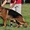 Высокопородные щенки Немецкой овчарки - Изображение #9, Объявление #525205