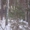Участок в Перевалово в сосновом лесу - Изображение #1, Объявление #529526