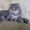 ВЯЗКА с вислоухим котиком - Изображение #4, Объявление #545600