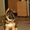 Высокопородные щенки Немецкой овчарки - Изображение #4, Объявление #525205