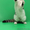 Шотландский вислоухий котенок - Изображение #1, Объявление #560456