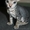 Недорого котята донских сфинксов - Изображение #3, Объявление #603185