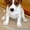 Джек Рассел (собака из к/ф \"Маска\") щенки продаются. Тюмень.  - Изображение #1, Объявление #617658