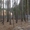 Участок в сосновом лесу - Изображение #1, Объявление #625075