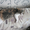 Шотландская вислоухая кошка - Изображение #1, Объявление #609319