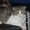 Шотландская вислоухая кошка - Изображение #2, Объявление #609319