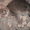 Шотладские котята - Изображение #3, Объявление #610700