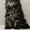 великолепные котята породы мейн кун - Изображение #4, Объявление #695807