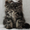 великолепные котята породы мейн кун #695807