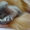 Котята от хайленд фолда - Изображение #1, Объявление #677739