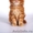 Продаются котята породы мейн - кун - Изображение #3, Объявление #724269