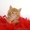 Продаются котята породы мейн - кун - Изображение #2, Объявление #724269