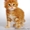 Продаются котята породы мейн - кун - Изображение #5, Объявление #724269