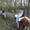 ООО "Поиск" Катание на лошадях - Изображение #8, Объявление #720002