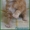 Котята мейн-кун из питомника - Изображение #1, Объявление #797972