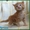 Котята мейн-кун из питомника - Изображение #2, Объявление #797972