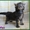 Котята мейн-кун из питомника - Изображение #3, Объявление #797972