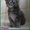 Котята мейн-кун из питомника - Изображение #4, Объявление #797972