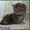 Котята мейн-кун из питомника - Изображение #5, Объявление #797972
